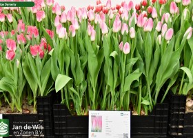Tulipa Dynasty ® (1)